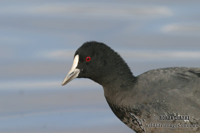 Eurasian Coot 6540.jpg