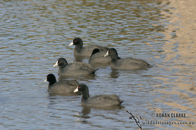 Eurasian Coot 6548.jpg