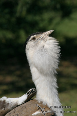 Australian Bustard 0495.jpg