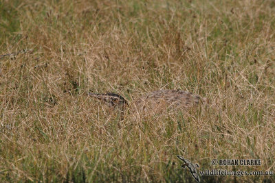 Australian Bustard 0509.jpg