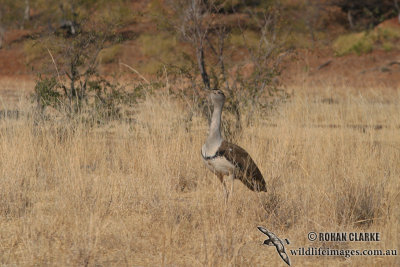 Australian Bustard 7825.jpg