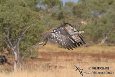 Australian Bustard 7827.jpg