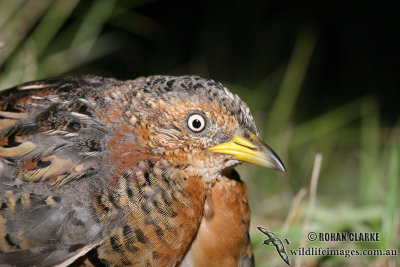 Red-backed Button-quail