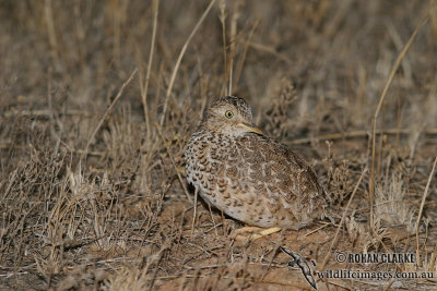 Plains Wanderer 5670.jpg