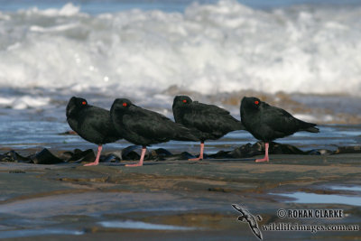 Oystercatchers