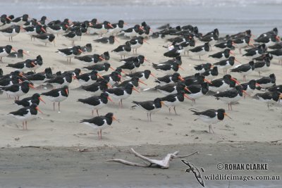 South Island Pied Oystercatcher