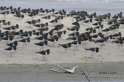 SI Pied Oystercatcher 0924.jpg