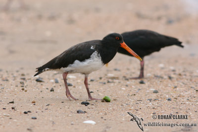 SI Pied Oystercatcher 3881.jpg