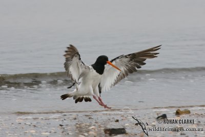 SI Pied Oystercatcher 3886.jpg