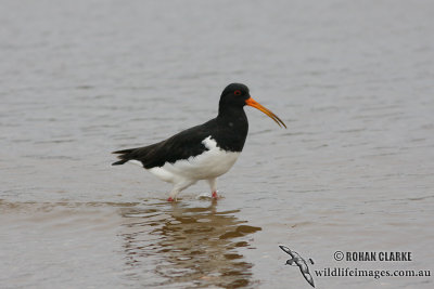 SI Pied Oystercatcher 3909.jpg