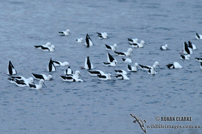 Banded Stilt 1721.jpg