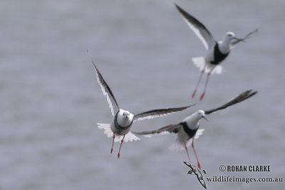 Banded Stilt 1801.jpg