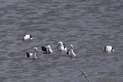 Banded Stilt 1815.jpg