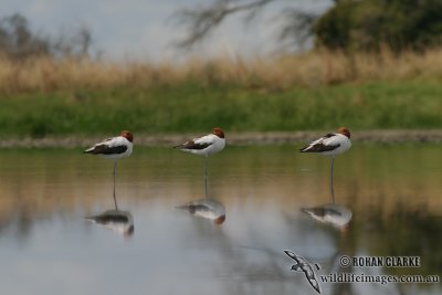 Red-necked Avocet 4190.jpg