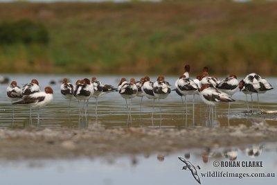 Red-necked Avocet 4249.jpg