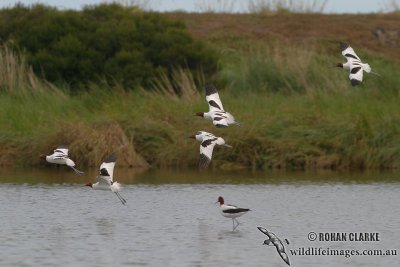 Red-necked Avocet 4255.jpg