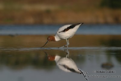 Red-necked Avocet 6108.jpg