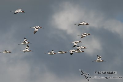 Red-necked Avocet 8274.jpg