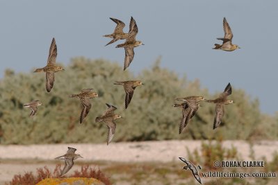 Pacific Golden Plover 2416.jpg