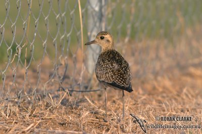 Pacific Golden Plover 9987.jpg