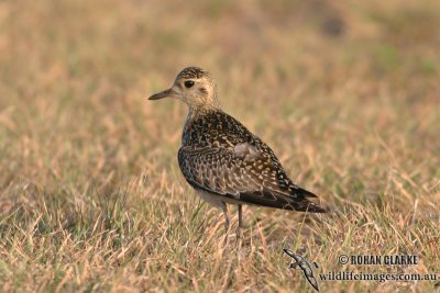 Pacific Golden Plover 9989.jpg