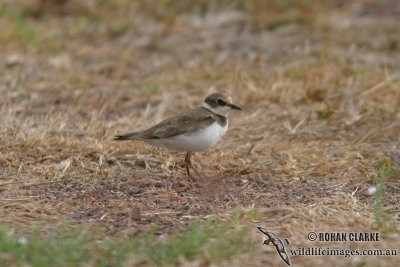 Little-ringed Plover 8797.jpg