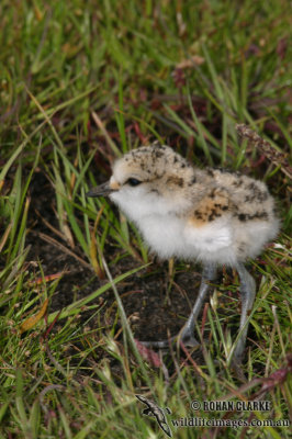 Red-capped Plover 0140.jpg