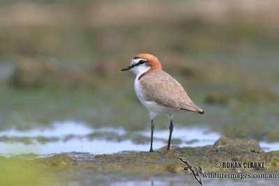 Red-capped Plover (NZ vagrant)