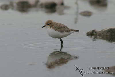 Red-capped Plover 4903.jpg