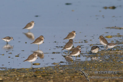 Double-banded Plover 4930.jpg