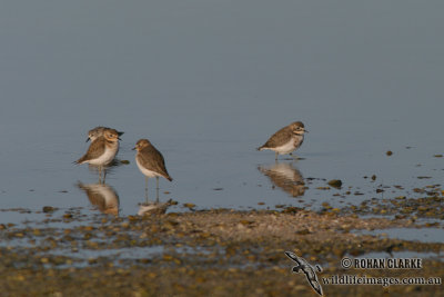 Double-banded Plover 4933.jpg