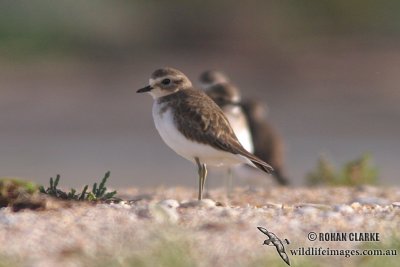 Double-banded Plover 4954.jpg