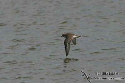 Double-banded Plover 6769.jpg