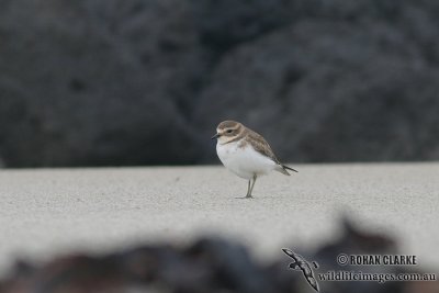 Double-banded Plover 6798.jpg