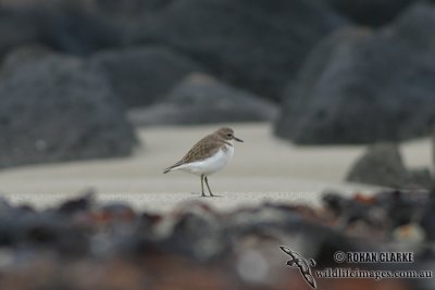 Double-banded Plover 6802.jpg