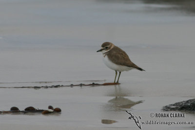 Double-banded Plover 6814.jpg