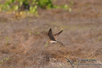 Oriental Plover 1386.jpg