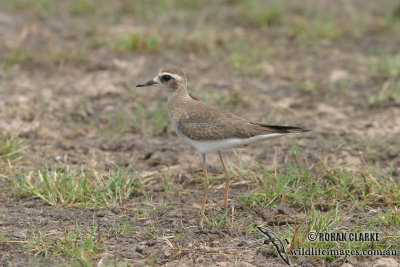 Oriental Plover 2200.jpg