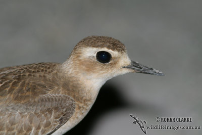 Oriental Plover 9034.jpg