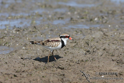 Black-fronted Dotterel 0780.jpg