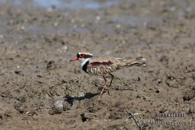 Black-fronted Dotterel