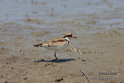 Black-fronted Dotterel 0932.jpg