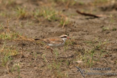 Black-fronted Dotterel 2211.jpg