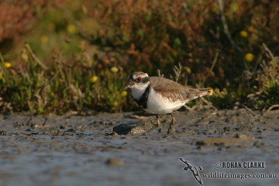 Black-fronted Dotterel 6011.jpg