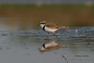 Black-fronted Dotterel 6017.jpg