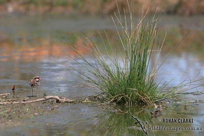 Black-fronted Dotterel 8723.jpg