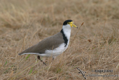 Masked Lapwing 3685.jpg