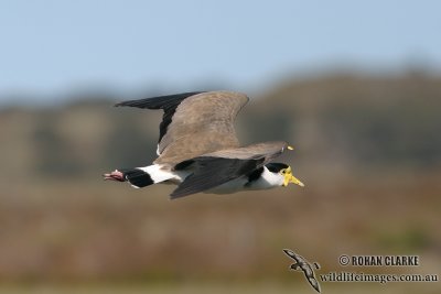 Masked Lapwing 6038.jpg