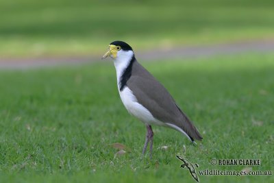 Masked Lapwing 6414.jpg