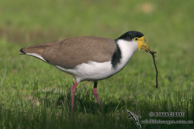 Masked Lapwing 6804.jpg